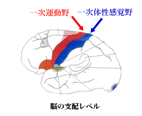 脳の支配レベル