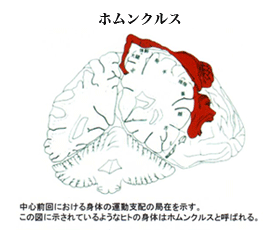 ホムンクルス