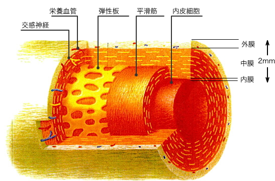 血管の構造図