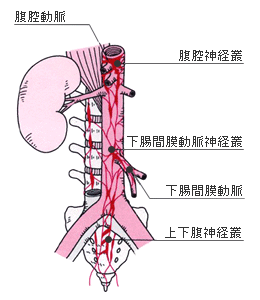 大動脈と腹腔神経叢