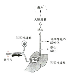 図：三叉神経節と卵円孔